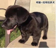 柯基的基因有多強？快來看這款狗狗手板模型！